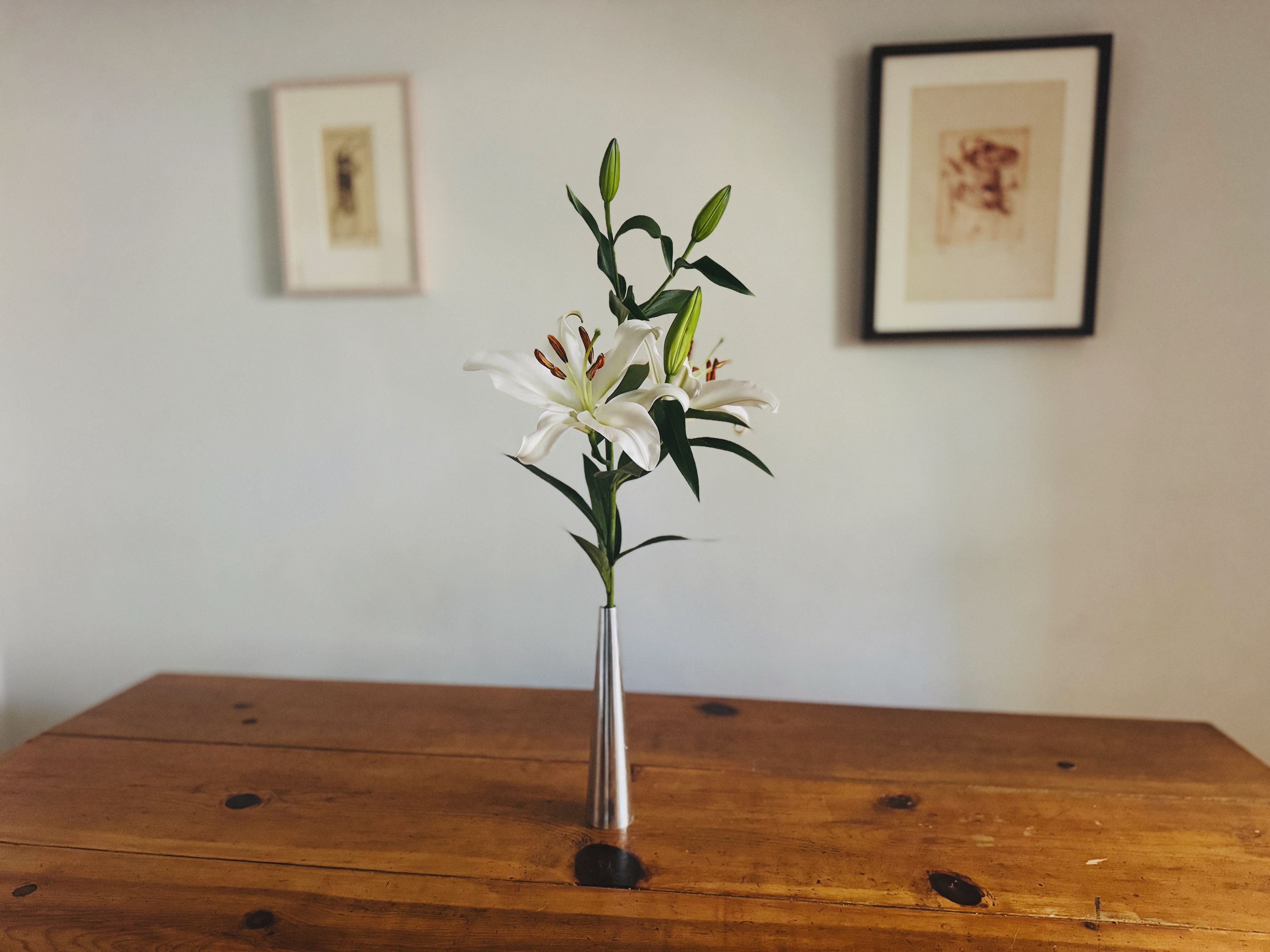 White lily in silver vase