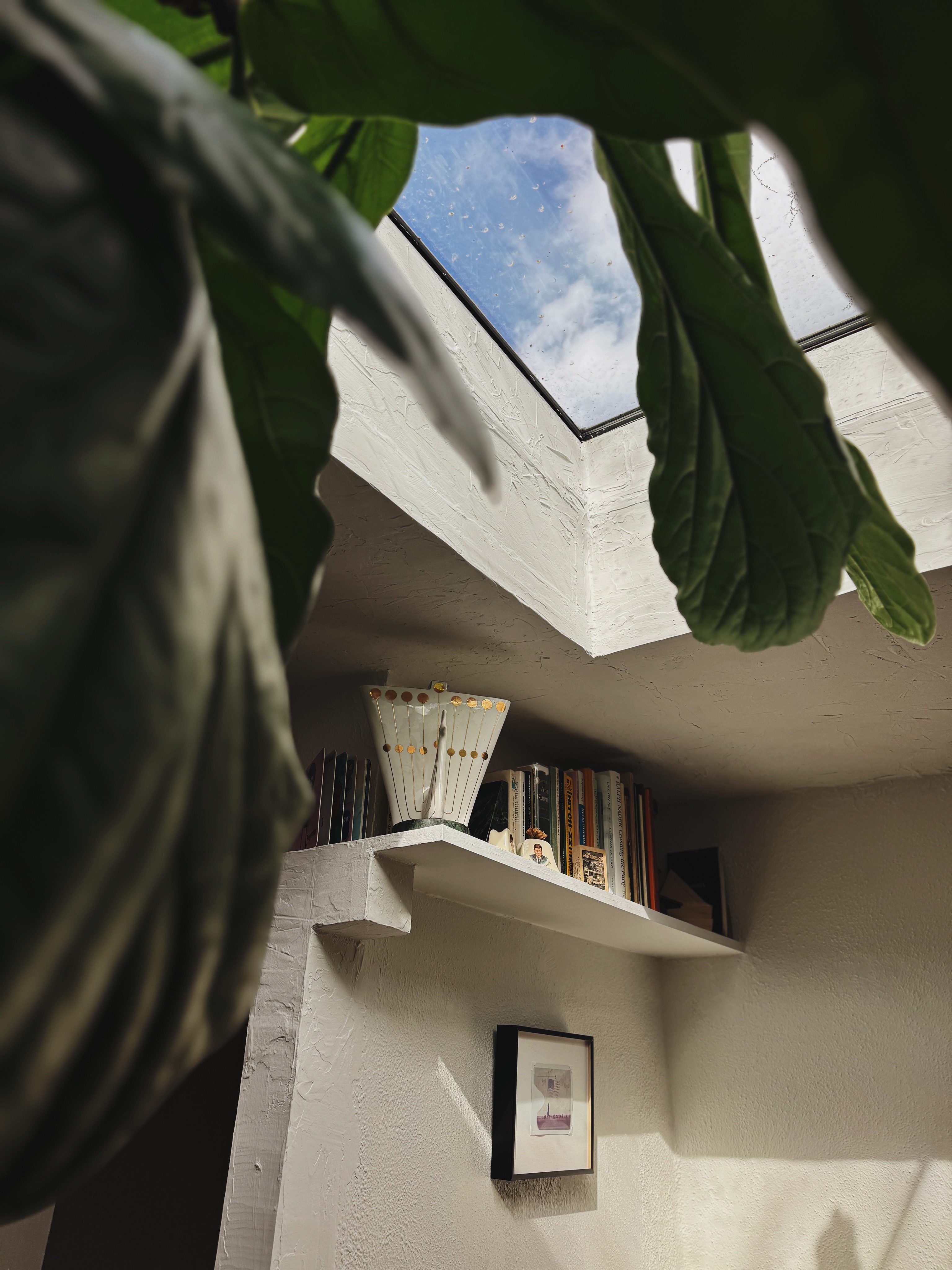 Skylight through fiddle leaf fig