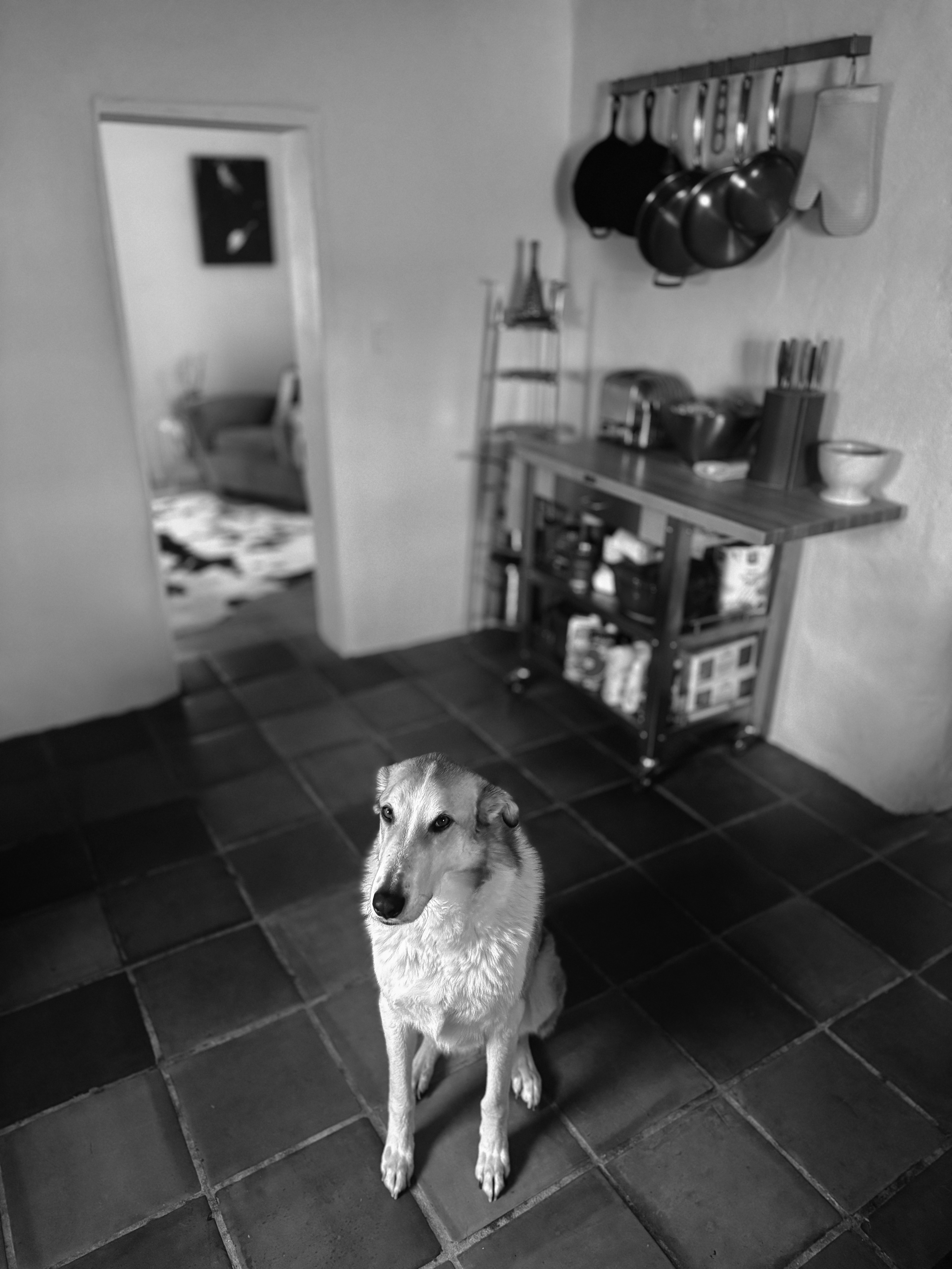 Lulu in the kitchen