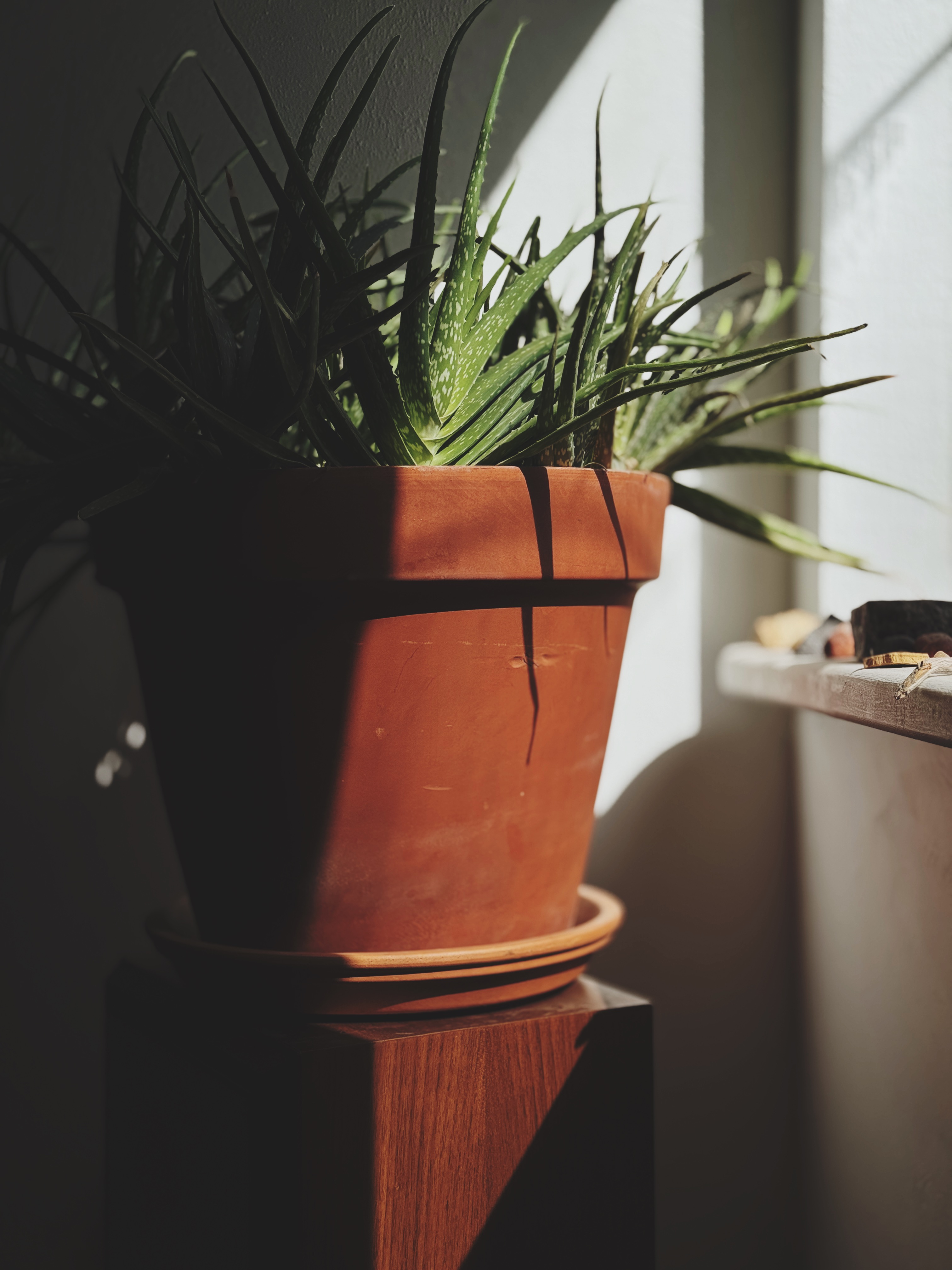 Aloe vera in terracotta pot