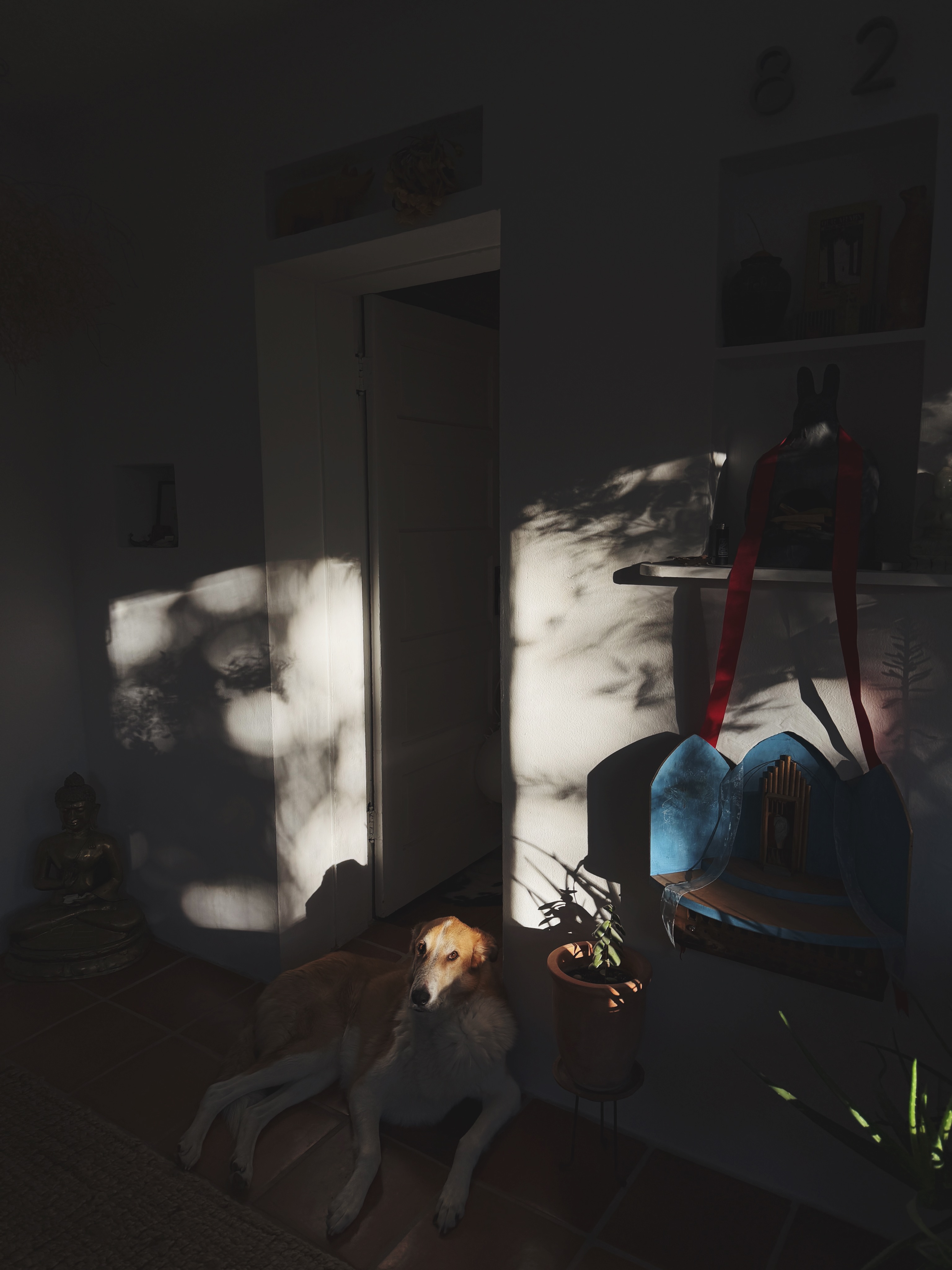 Lulu resting in dappled light